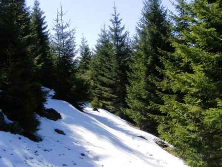 picea en bois 